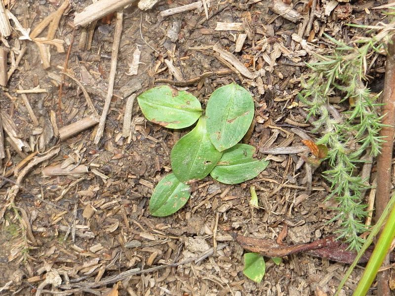 Chiloglottis cornuta, photographed by Kathy Warburton
