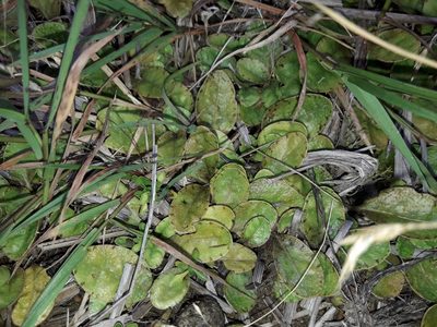Mazus radicans, photographed by naturewatchwidow