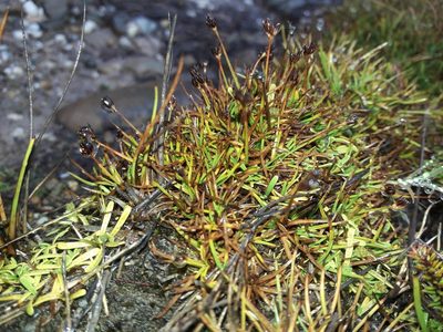 Juncus antarcticus, photographed by naturewatchwidow
