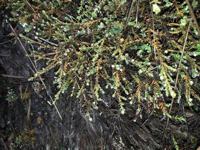 Lepidothamnus laxifolius, photographed by naturewatchwidow