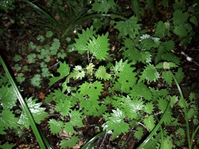 Urtica sykesii, photographed by naturewatchwidow