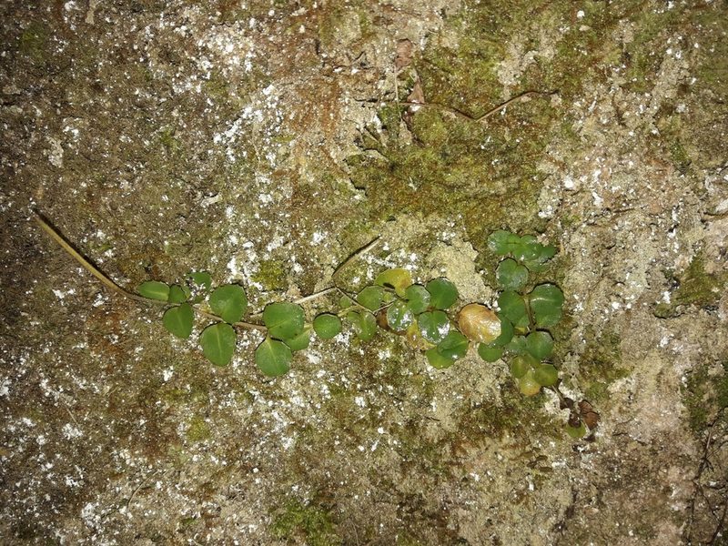 Epilobium rotundifolium, photographed by naturewatchwidow