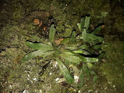 Notogrammitis patagonica, photographed by naturewatchwidow