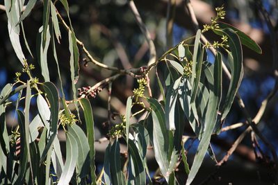 Eucalyptus nitens, photographed by Joe Potter Butler