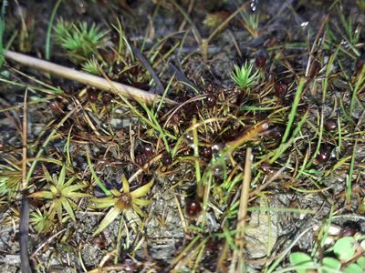 Juncus pusillus, photographed by naturewatchwidow