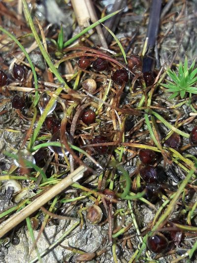 Juncus pusillus, photographed by naturewatchwidow