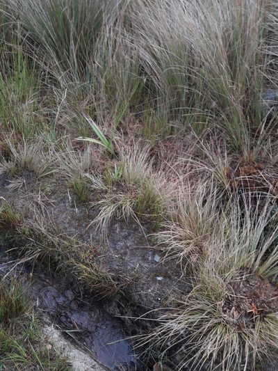 Juncus pusillus, photographed by naturewatchwidow