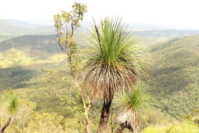 Xanthorrhoea glauca, photographed by Greg Tasney