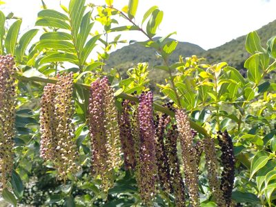 Coriaria arborea, photographed by John Barkla
