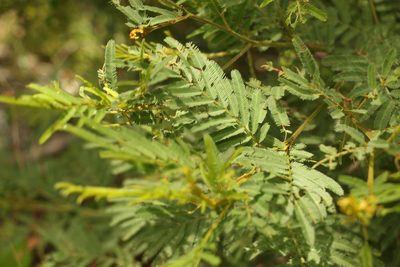 Acacia irrorata, photographed by Greg Tasney