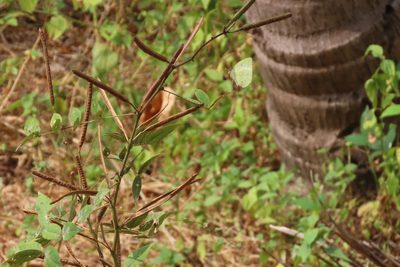 Senna occidentalis, photographed by Navaneeth Sini George
