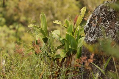 Dendrobium speciosum, photographed by Greg Tasney