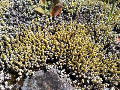 Raoulia hookeri, photographed by John Barkla