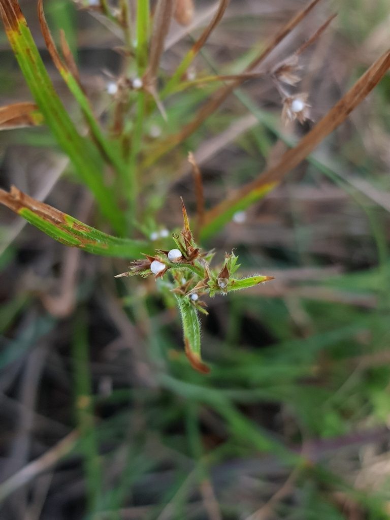 Scleria rugosa, photographed by pbsg