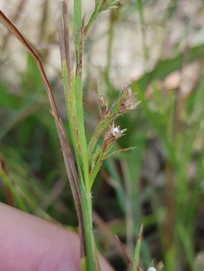 Scleria rugosa, photographed by pbsg