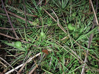 Stylidium subulatum, photographed by naturewatchwidow