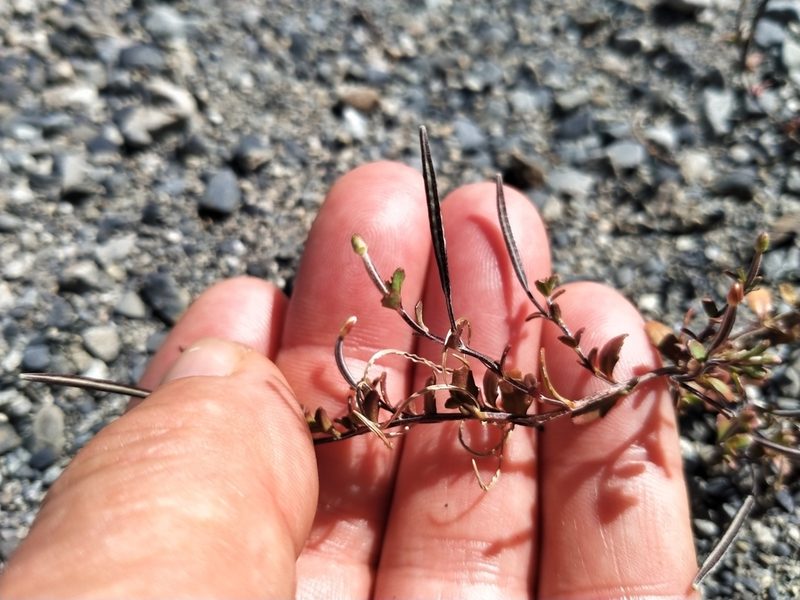 Epilobium microphyllum, photographed by John Barkla