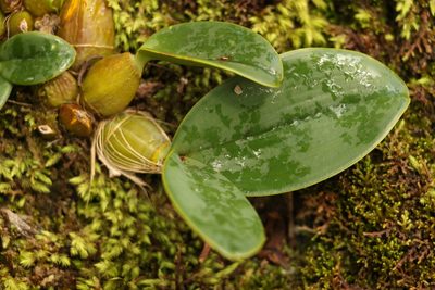 Dendrobium speciosum, photographed by Greg Tasney