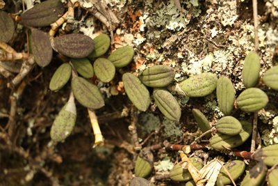 Dendrobium linguiforme, photographed by Greg Tasney