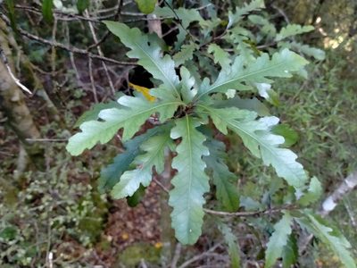 Elaeocarpus hookerianus, photographed by John Barkla