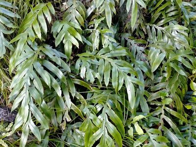 Austroblechnum colensoi, photographed by John Barkla