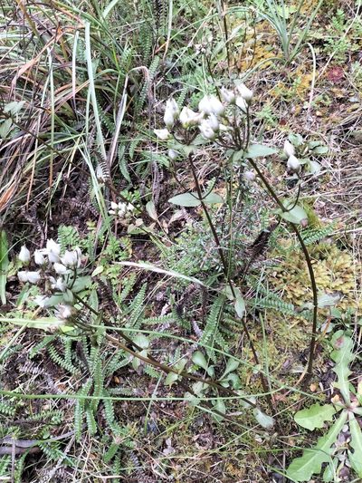 Gentianella tenuifolia, photographed by naturewatchwidow
