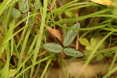 Grona varians, photographed by Greg Tasney