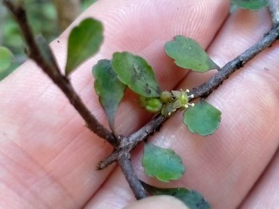 Raukaua anomalus, photographed by John Barkla