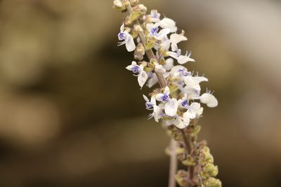 Coleus argentatus, photographed by Greg Tasney