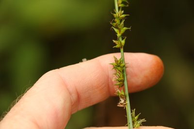 Carex declinata, photographed by Greg Tasney