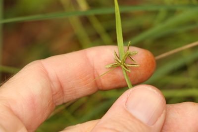 Cyperus laevis, photographed by Greg Tasney