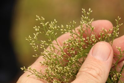 Cassinia quinquefaria, photographed by Greg Tasney