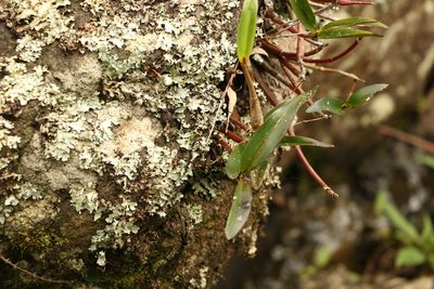 Dendrobium kingianum, photographed by Greg Tasney