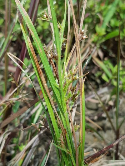 Scleria rugosa, photographed by pbsg