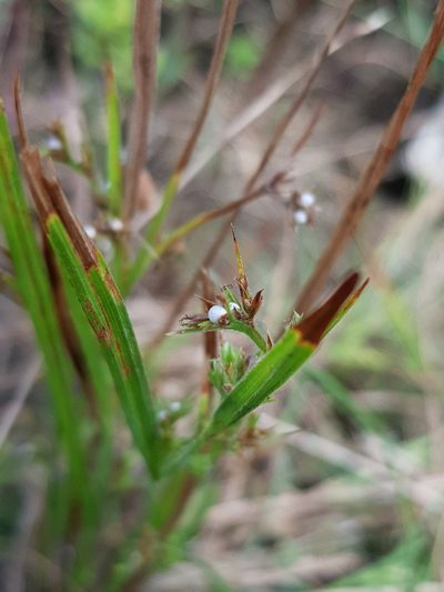 Scleria rugosa, photographed by pbsg