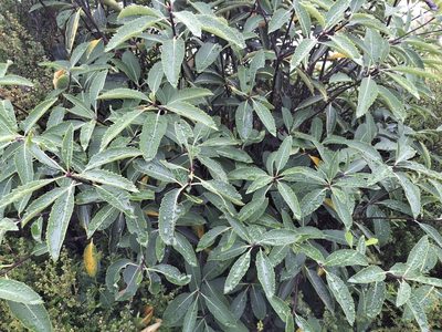 Pittosporum dallii, photographed by naturewatchwidow