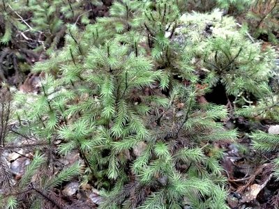 Dendroligotrichum tongariroense, photographed by John Barkla