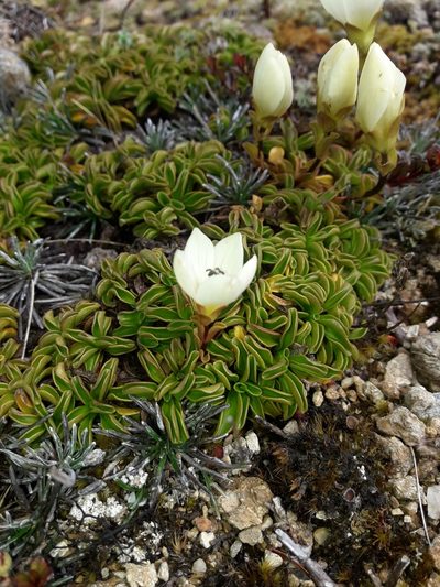 Gentianella decumbens, photographed by naturewatchwidow