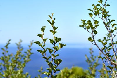 Nothofagus gunnii, photographed by Brendan Costello