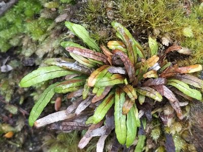 Notogrammitis billardierei, photographed by naturewatchwidow