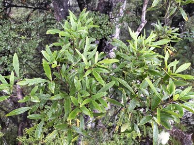 Raukaua simplex, photographed by naturewatchwidow