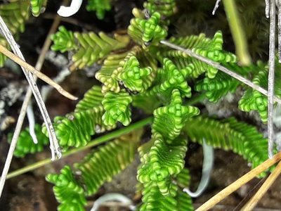 Veronica hookeri, photographed by naturewatchwidow
