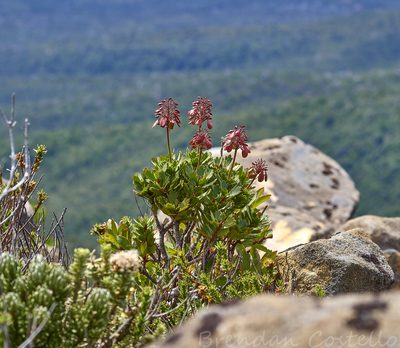 Bellendena montana, photographed by Brendan Costello