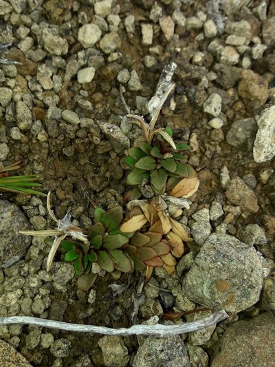 Epilobium margaretiae, photographed by naturewatchwidow