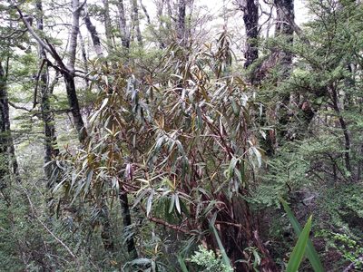 Olearia lacunosa, photographed by Leon Perrie