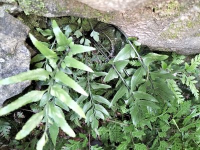 Asplenium lyallii, photographed by naturewatchwidow
