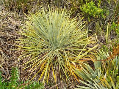 Aciphylla glaucescens, photographed by Leon Perrie