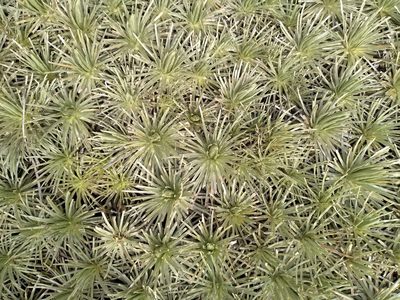 Celmisia sessiliflora, photographed by Leon Perrie
