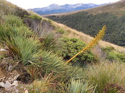 Aciphylla glaucescens