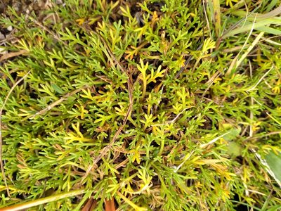Leptinella pyrethrifolia, photographed by Leon Perrie